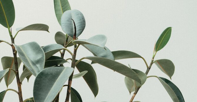 Primary Care Medicine